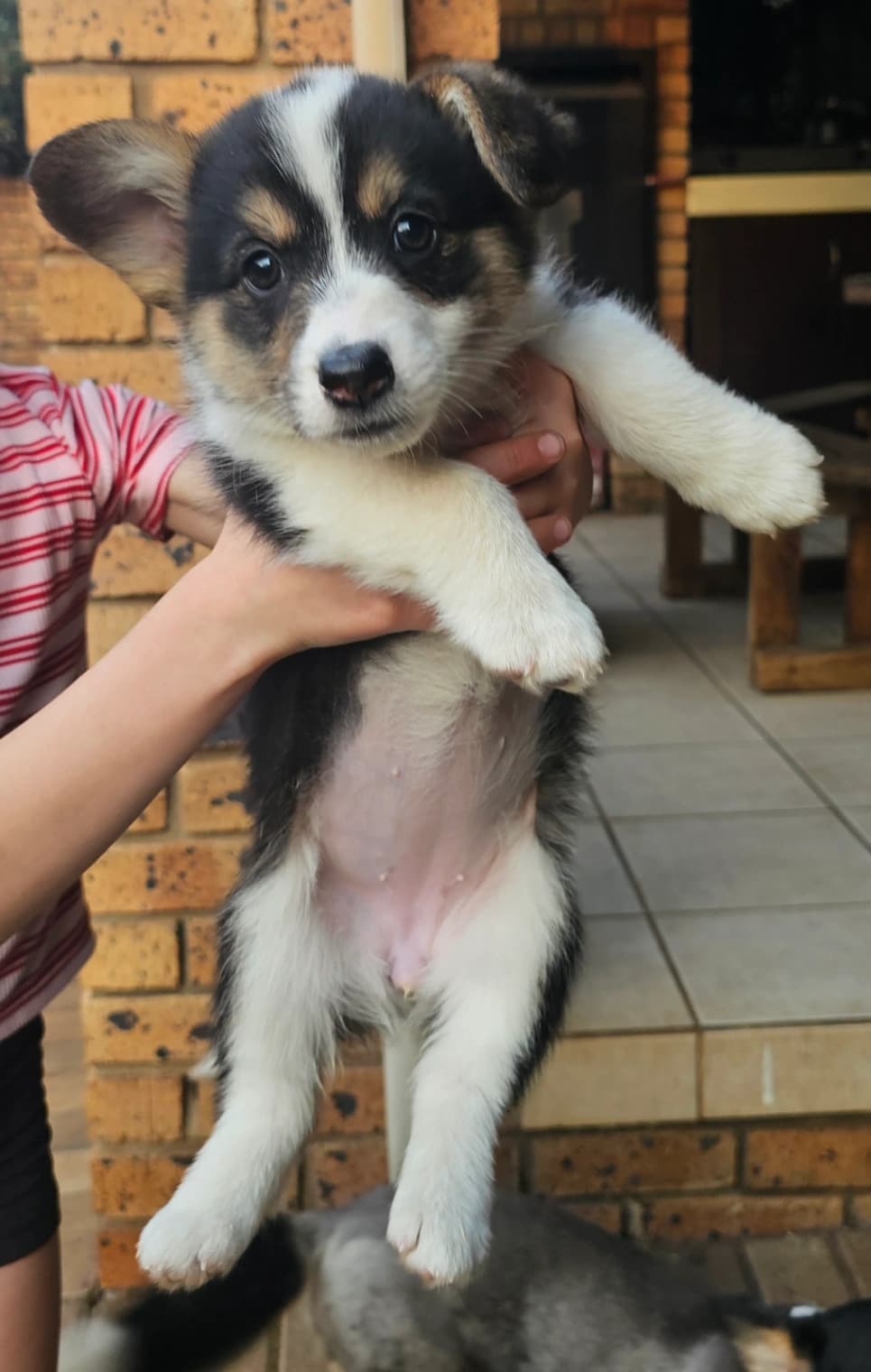 Border Collie photo 3
