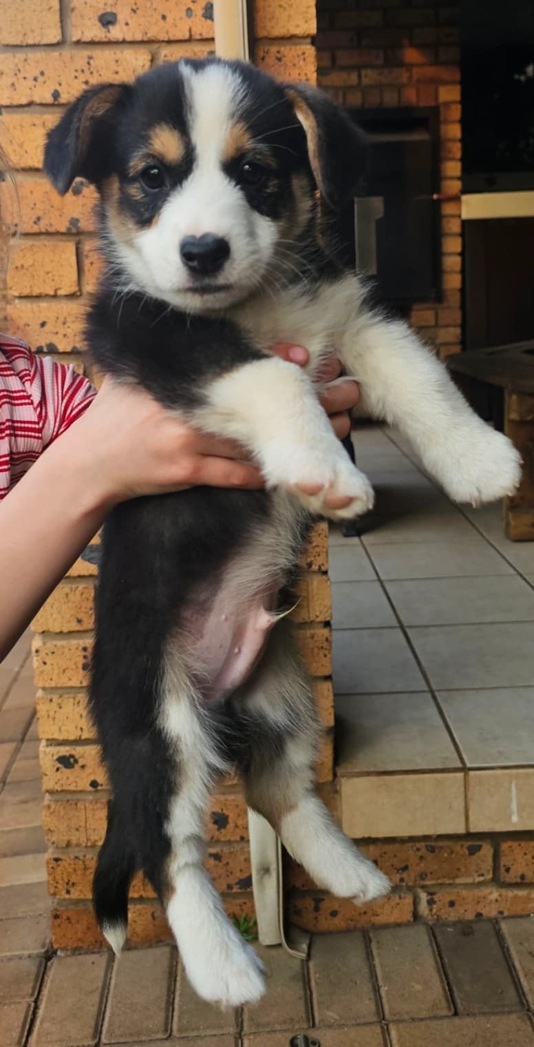 Border Collie photo 4