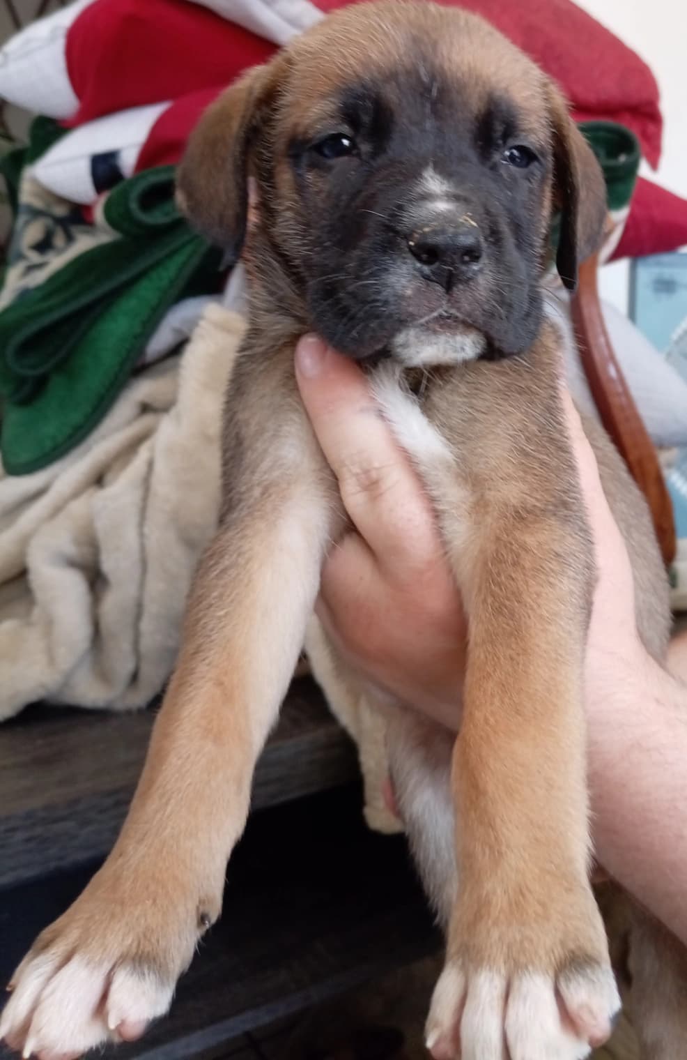 Mixed Breed — Sheprador photo 2