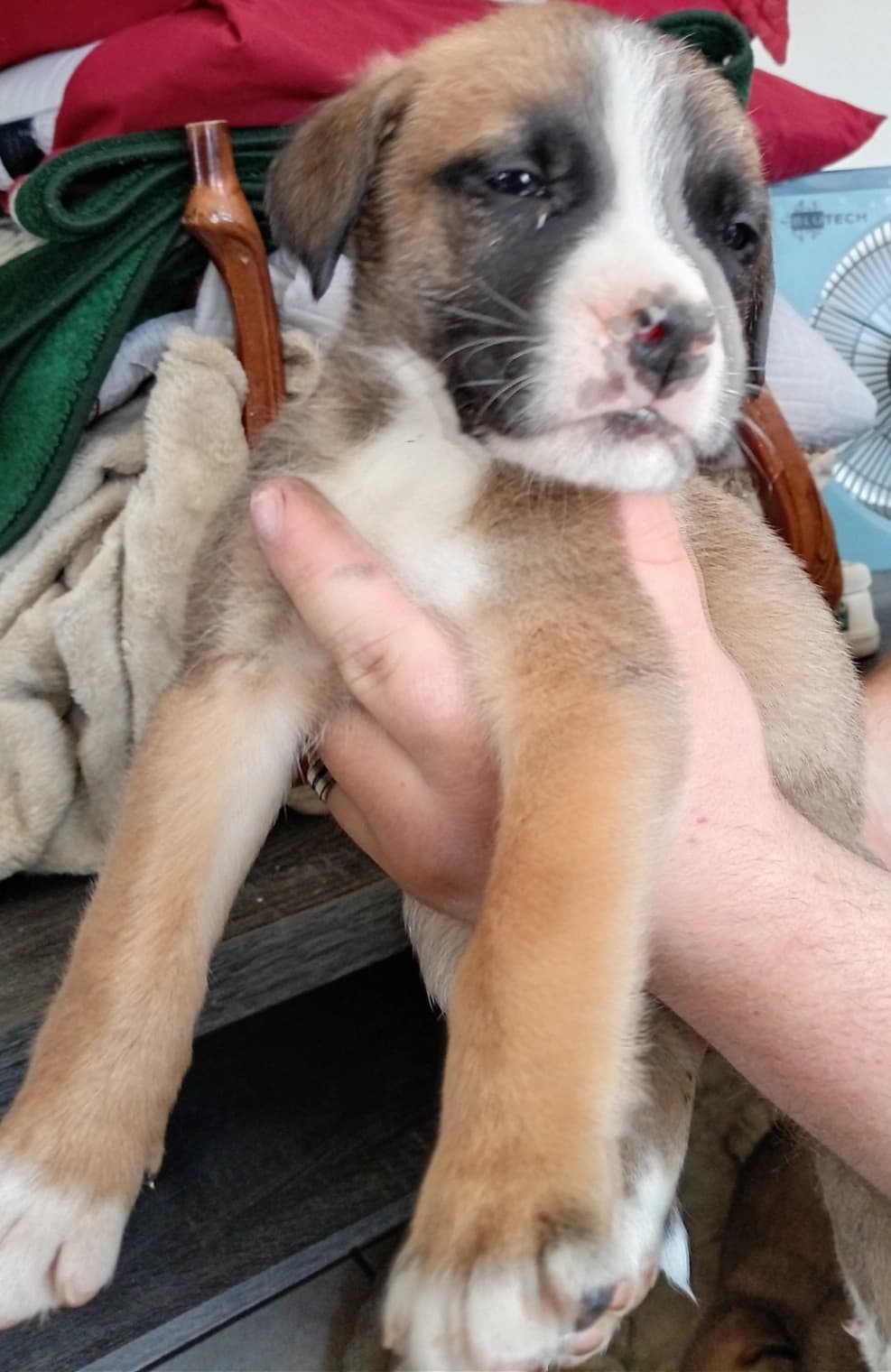 Mixed Breed — Sheprador photo 3