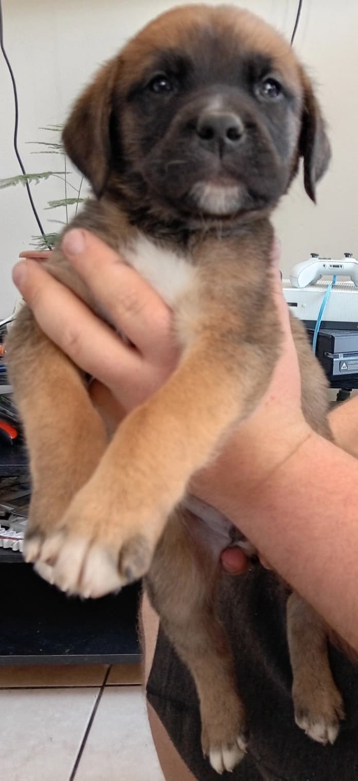 Mixed Breed — Sheprador photo 4